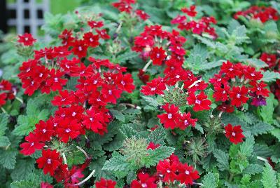 Proven Winners, LLC: Superbena® Royale Verbena Romance 