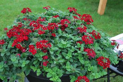 Proven Winners, LLC: Superbena® Royale Verbena Romance 