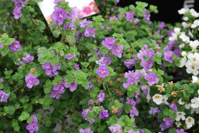 Snowstorm® Sutera Blue Bubbles® 