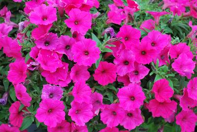 Proven Winners, LLC: Supertunia® Petunia Vista Fuchsia Improved 