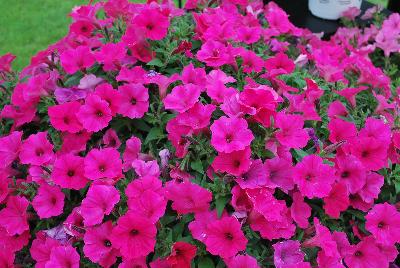 Supertunia® Petunia Vista Fuchsia Improved 