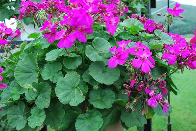 Timeless® Pelargonium Lavender Improved