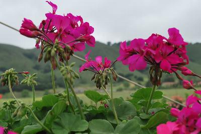 Timeless® Pelargonium Lavender Improved