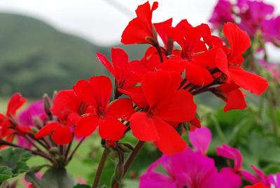 Timeless® Pelargonium Orange 
