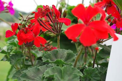Timeless® Pelargonium Orange 