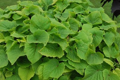 Thompson & Morgan: Ipomoea Sweet Caroline Bewitched Green with Envy™ 