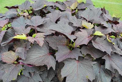 Thompson & Morgan: Ipomoea Sweet Caroline Bewitched After Midnight™ 