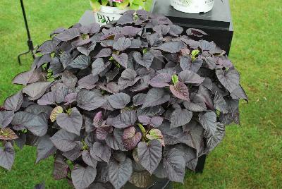 Thompson & Morgan: Ipomoea Sweet Caroline Sweetheart Jet Black™ 