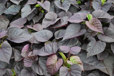 Thompson & Morgan: Ipomoea Sweet Caroline Sweetheart Jet Black™ 