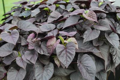 Thompson & Morgan: Ipomoea Sweet Caroline Sweetheart Jet Black™ 