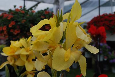 Canna Toucan™ 'Yellow'