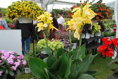 Toucan™ Canna Yellow