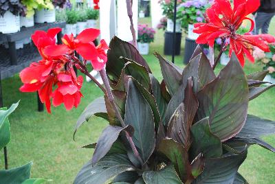 Canna Toucan™ 'Scarlet'