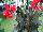 Toucan™ Canna Scarlet 