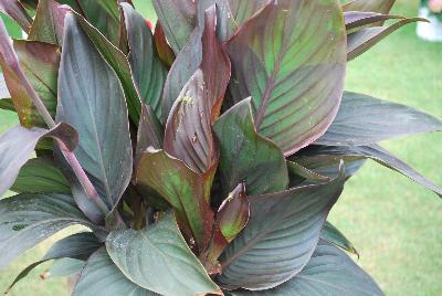 Canna Toucan™ 'Scarlet'