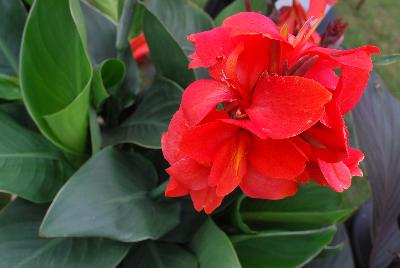 Canna Toucan™ 'Red'