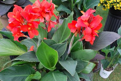 Canna Toucan™ 'Red'