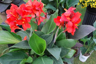 Toucan™ Canna Red 