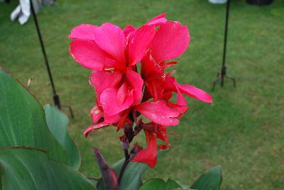 Canna Toucan™ 'Rose'