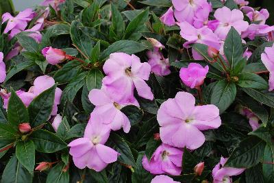 Infinity® New Guinea Impatiens Lavender Improved