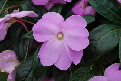 Infinity® New Guinea Impatiens Lavender Improved