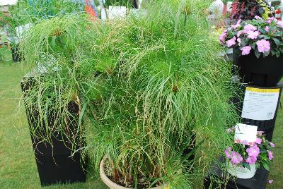 Cyperus Graceful Grasses® 'Prince Tut™'