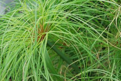 Graceful Grasses® Cyperus Prince Tut™ 