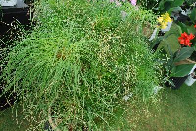 Cyperus Graceful Grasses® 'Prince Tut™'