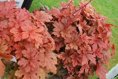 Fun and Games® Heucherella villosa hybrid Hopscotch