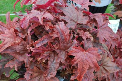 Fun and Games® Heucherella villosa hybrid Red Rover 