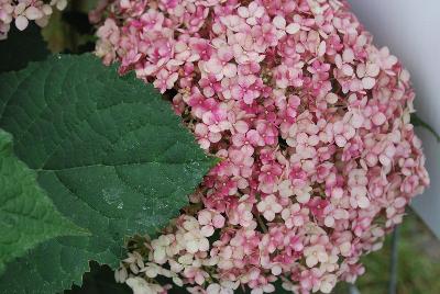 Incrediball® Hydrangea arborescens Blush