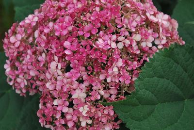 Incrediball® Hydrangea arborescens Blush