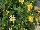Oso Easy® Rosa Lemon Zest 