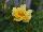 Oso Easy® Rosa Lemon Zest 