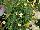 Oso Easy® Rosa Lemon Zest 