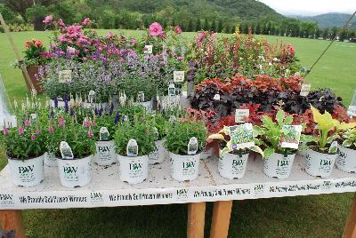 Seen @ Spring Trials 2016.: From Proven Winners® Spring Trials 2016: Perennials for sale.