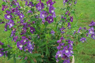 Angelonia Angelface® 'Super Blue'