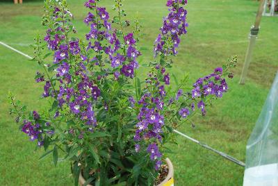 Angelonia Angelface® 'Super Blue'