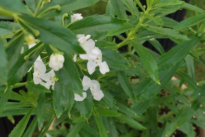 Angelonia Angelface® 'Super White'