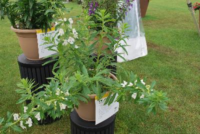 Angelonia Angelface® 'Super White'