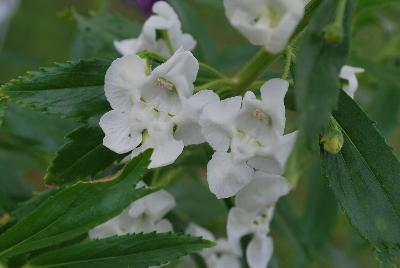 Angelonia Angelface® 'Super White'