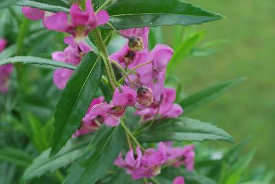 Angelonia Angelface® 'Super Pink'