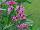 Proven Winners, LLC: Angelonia  'Super Pink' 