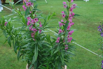 Angelonia Angelface® 'Super Pink'