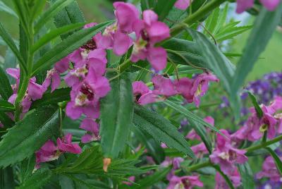 Angelonia Angelface® 'Super Pink'