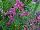 Proven Winners, LLC: Angelonia  'Super Pink' 