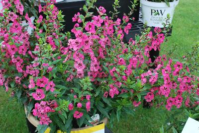 Angelface® Angelonia Perfectly Pink 