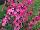 Proven Winners, LLC: Angelonia  'Perfectly Pink' 