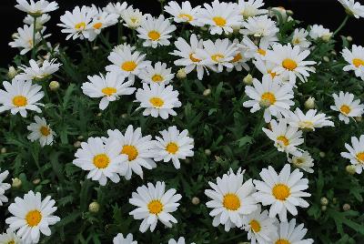 Argyranthemum  'White Butterfly™'