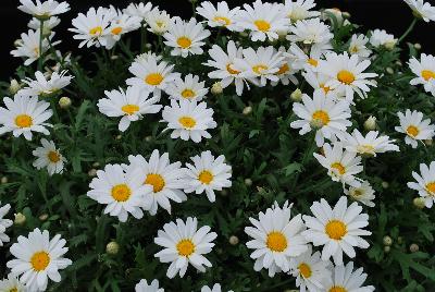  Argyranthemum White Butterfly™ 